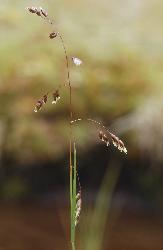 Image: Kerry Ford © Landcare Research 